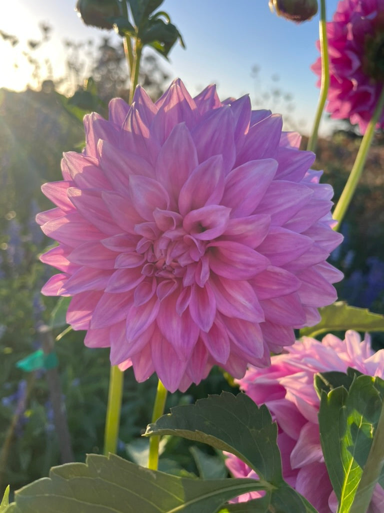 Dahlia - Devon Desire