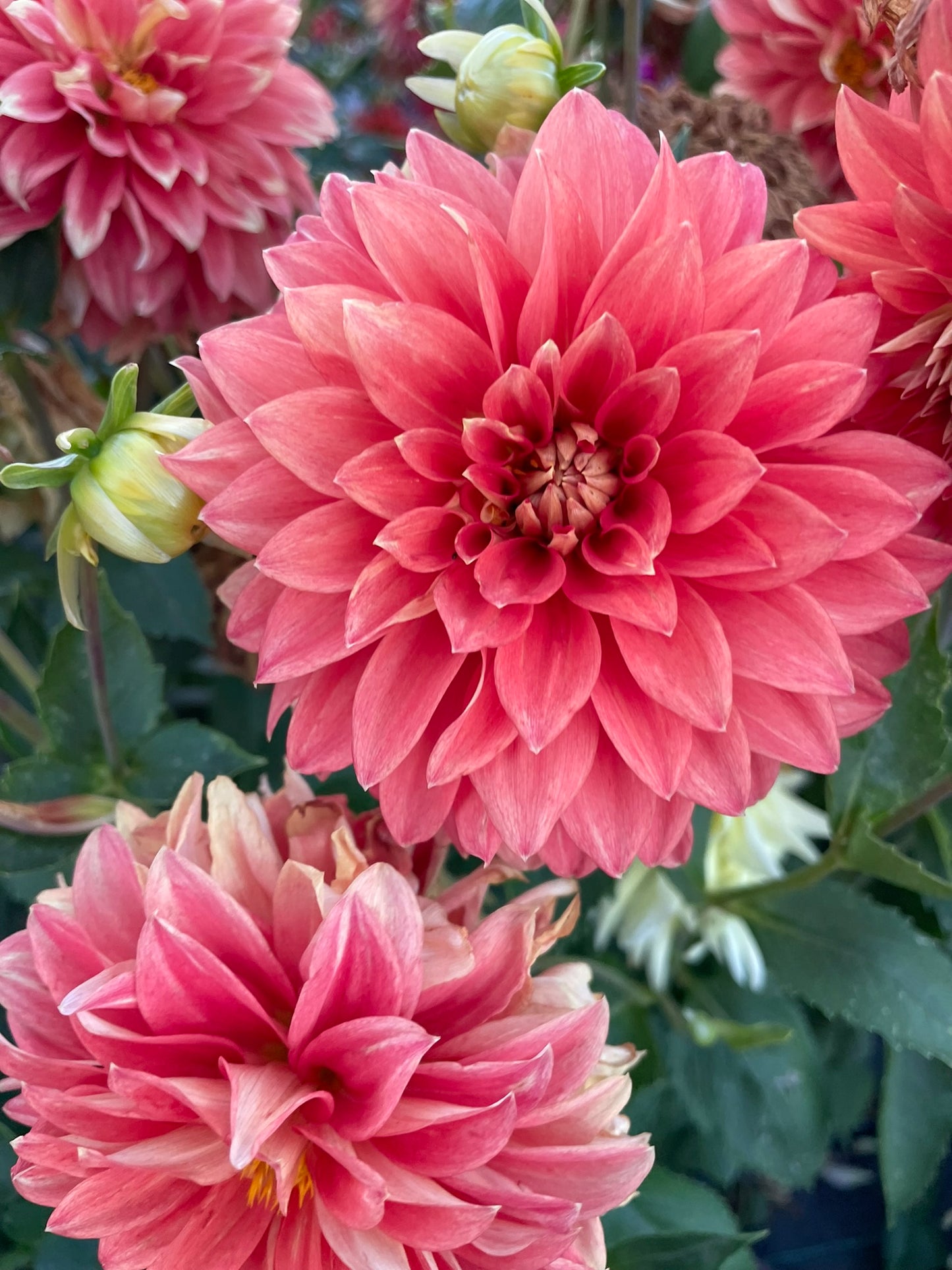 Dahlia - Harlequin (max 1)