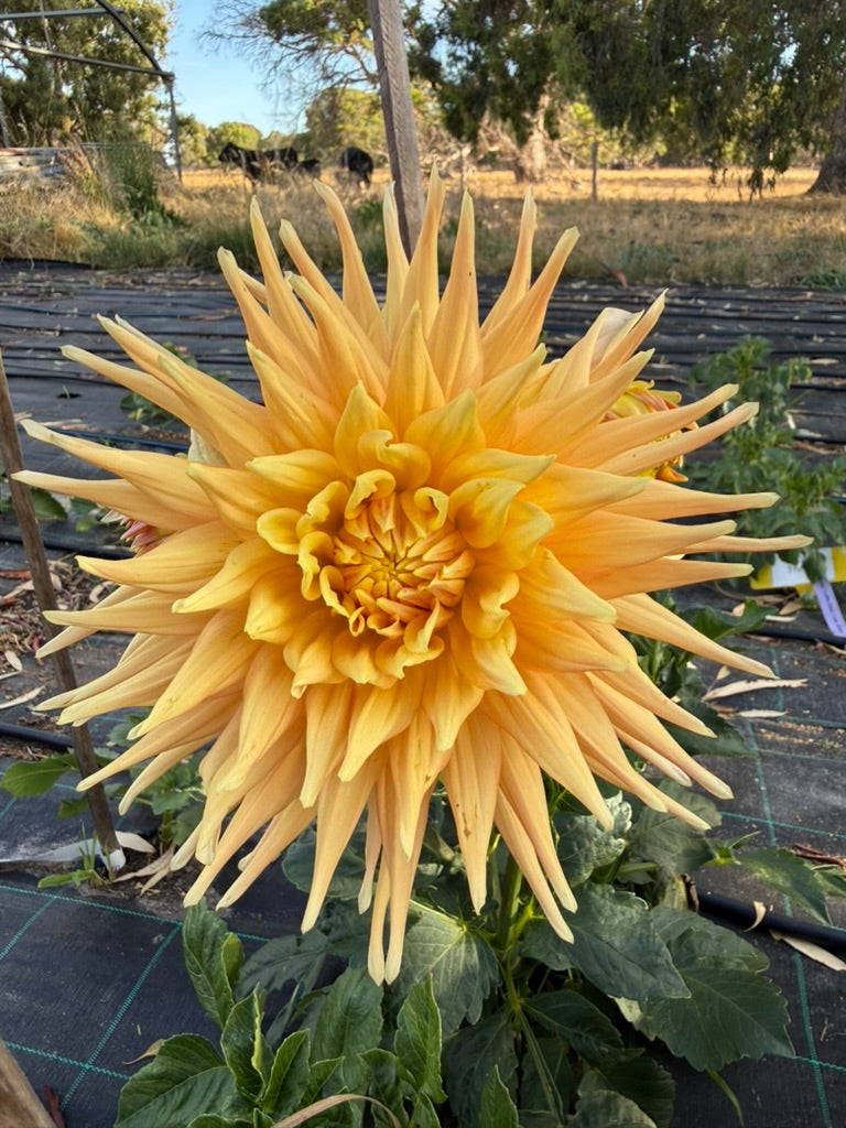 Dahlia - Kiara Julia
