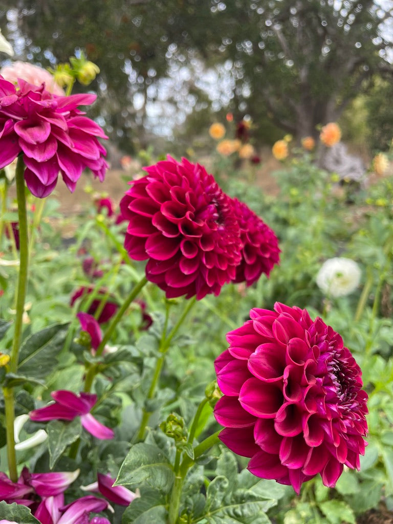 Dahlia - Ryecroft Violet