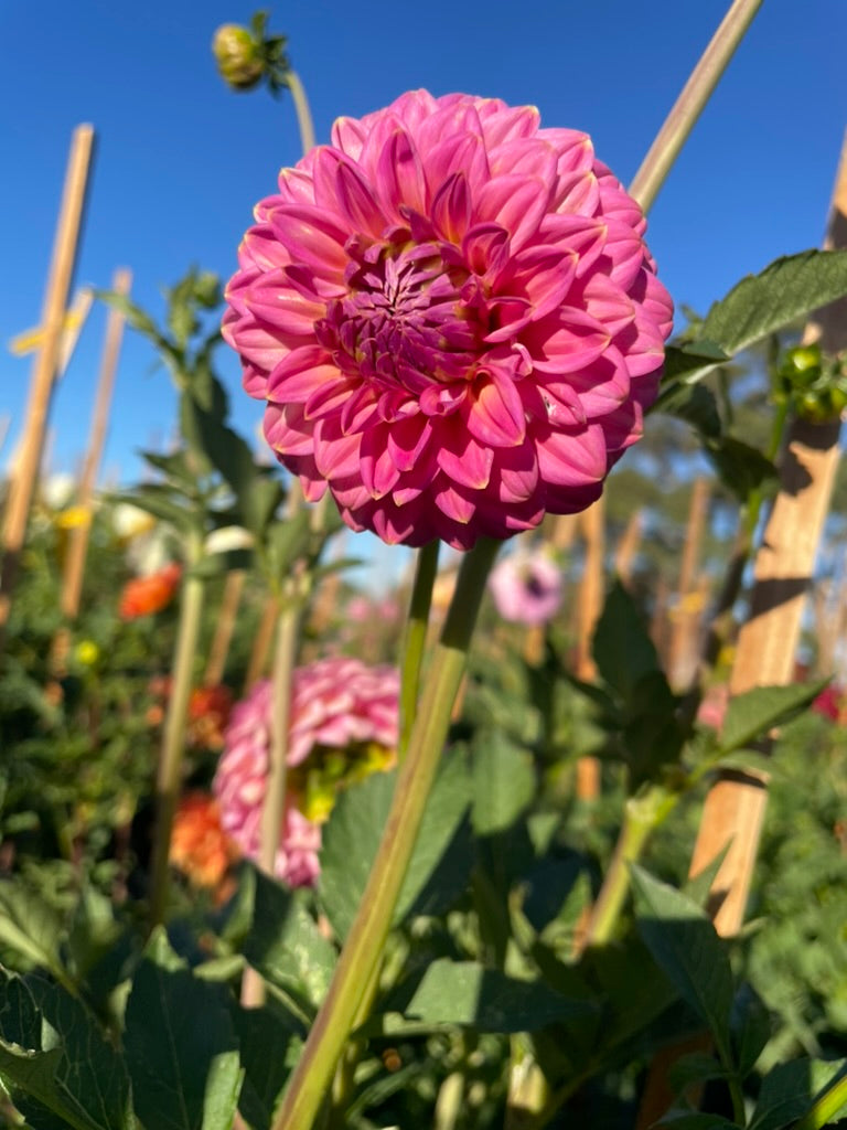 Dahlia - Dainty Sue