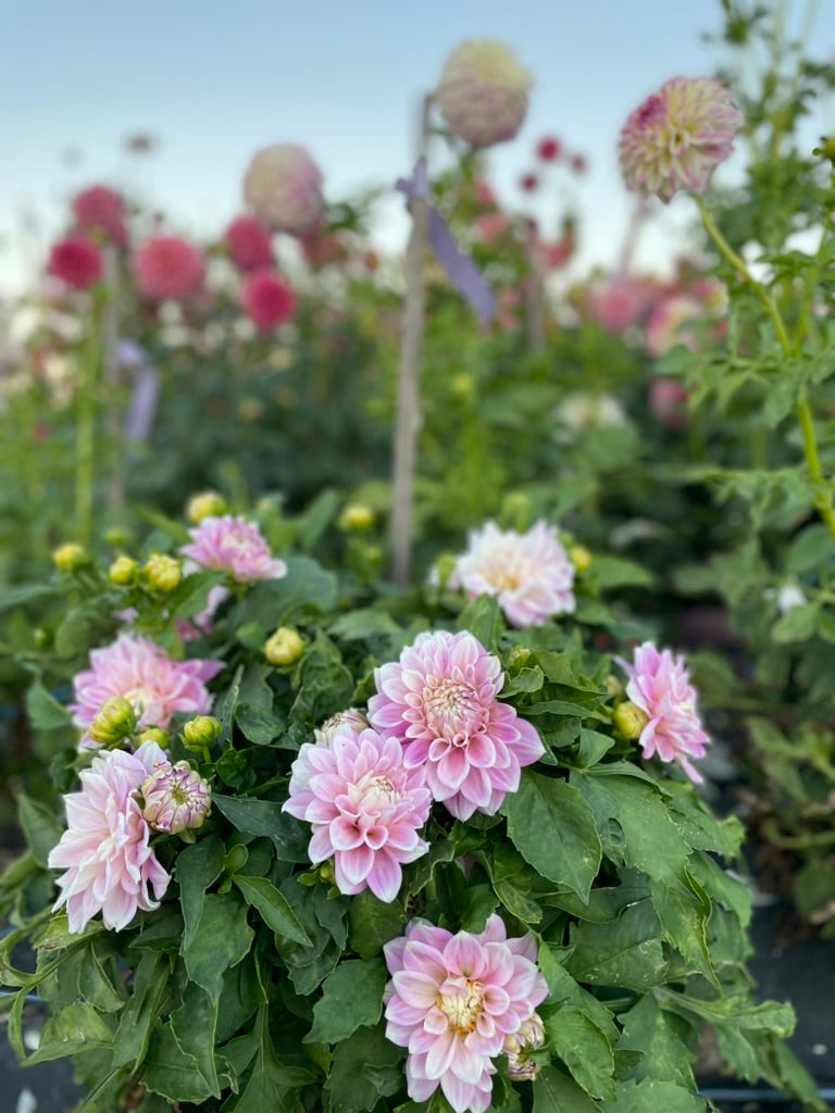 Dahlia - Devon Seattle (Pot Form)