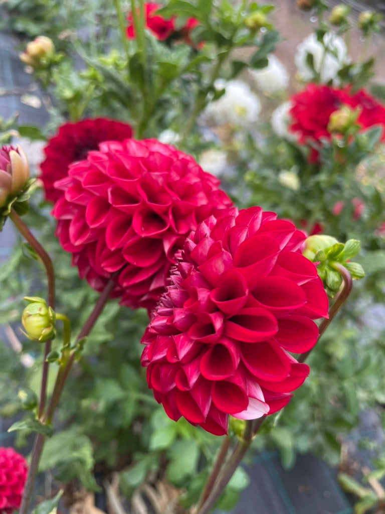 Dahlia - Formby Atom