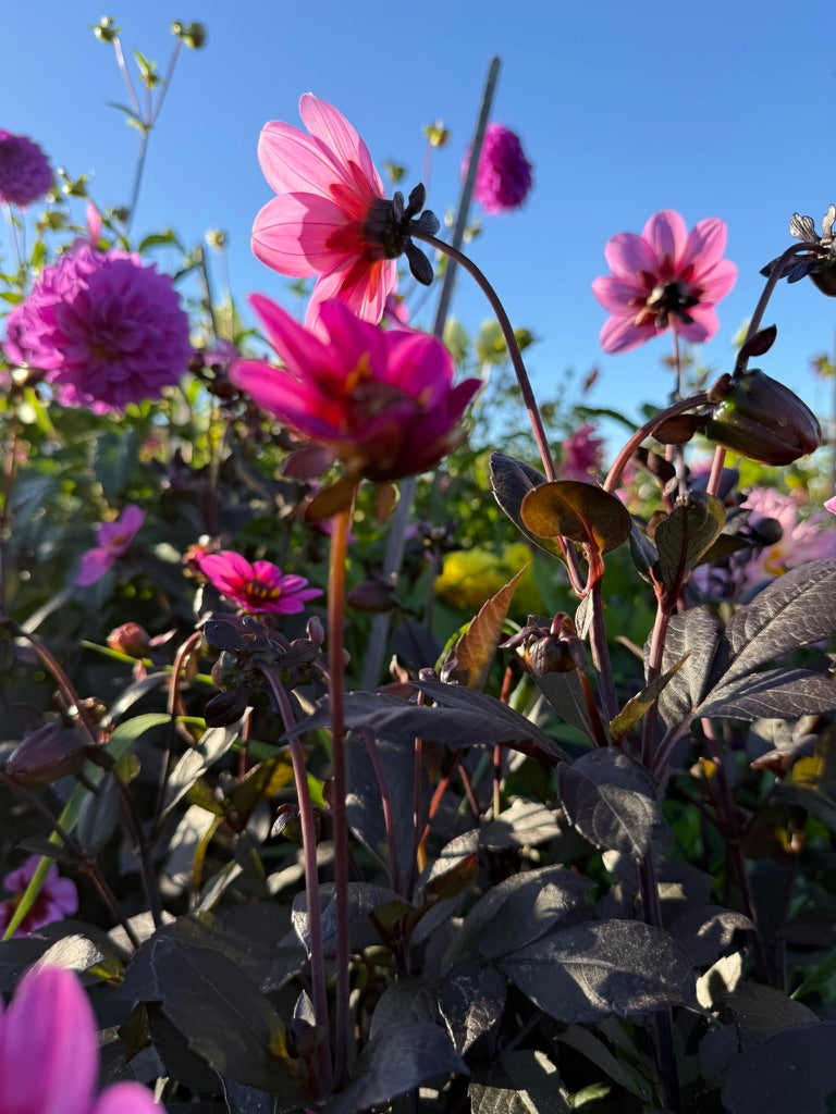 Dahlia - Dahlegria 'Pink Halo'