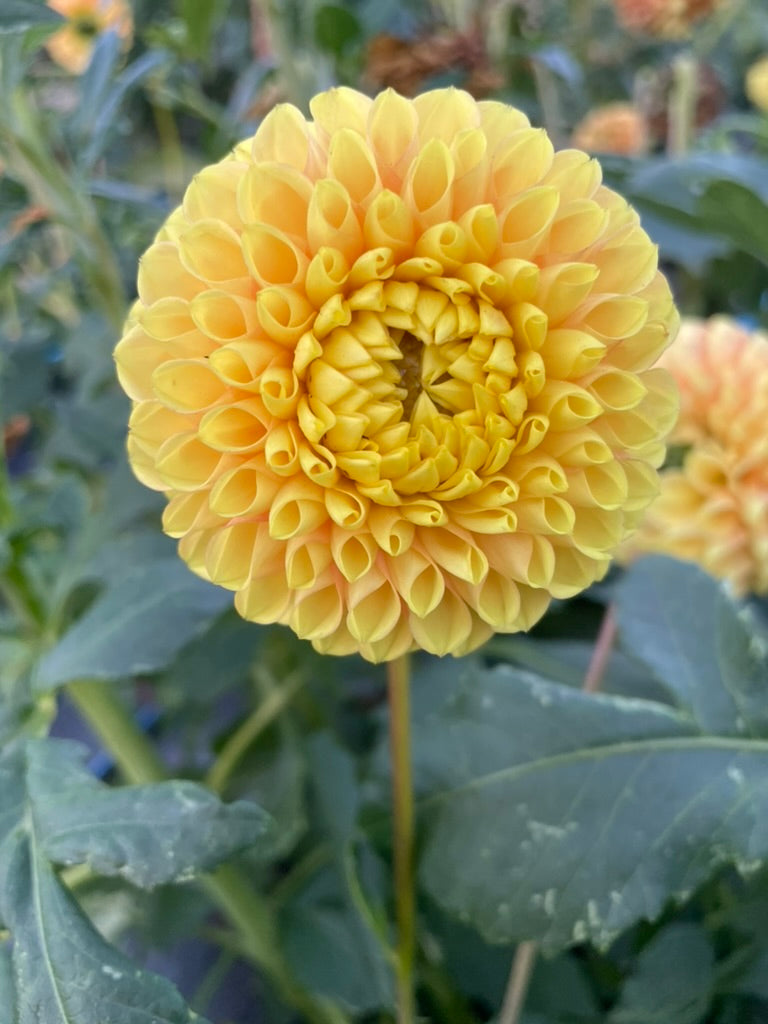 Dahlia - Glenmarc Shirley