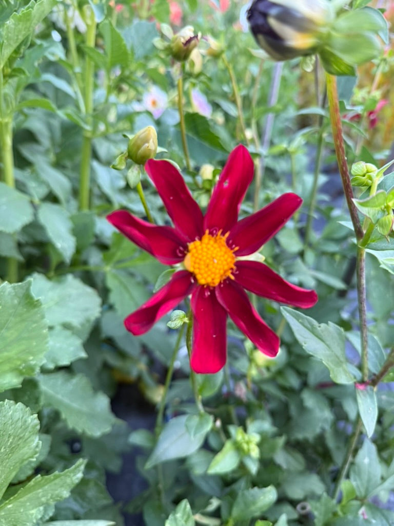 Dahlia - Warraview Red Star