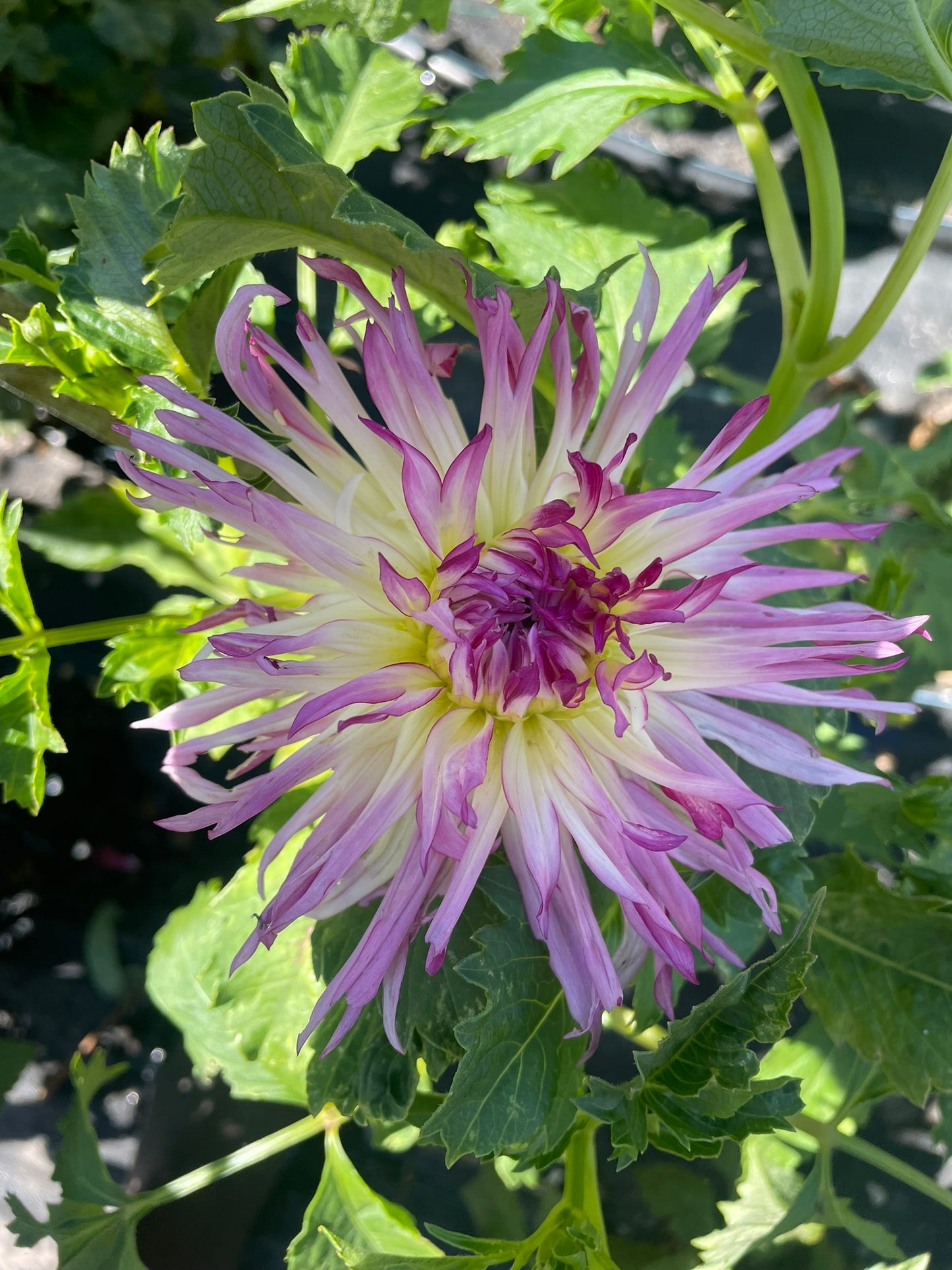 Dahlia - Tiago Lovesong