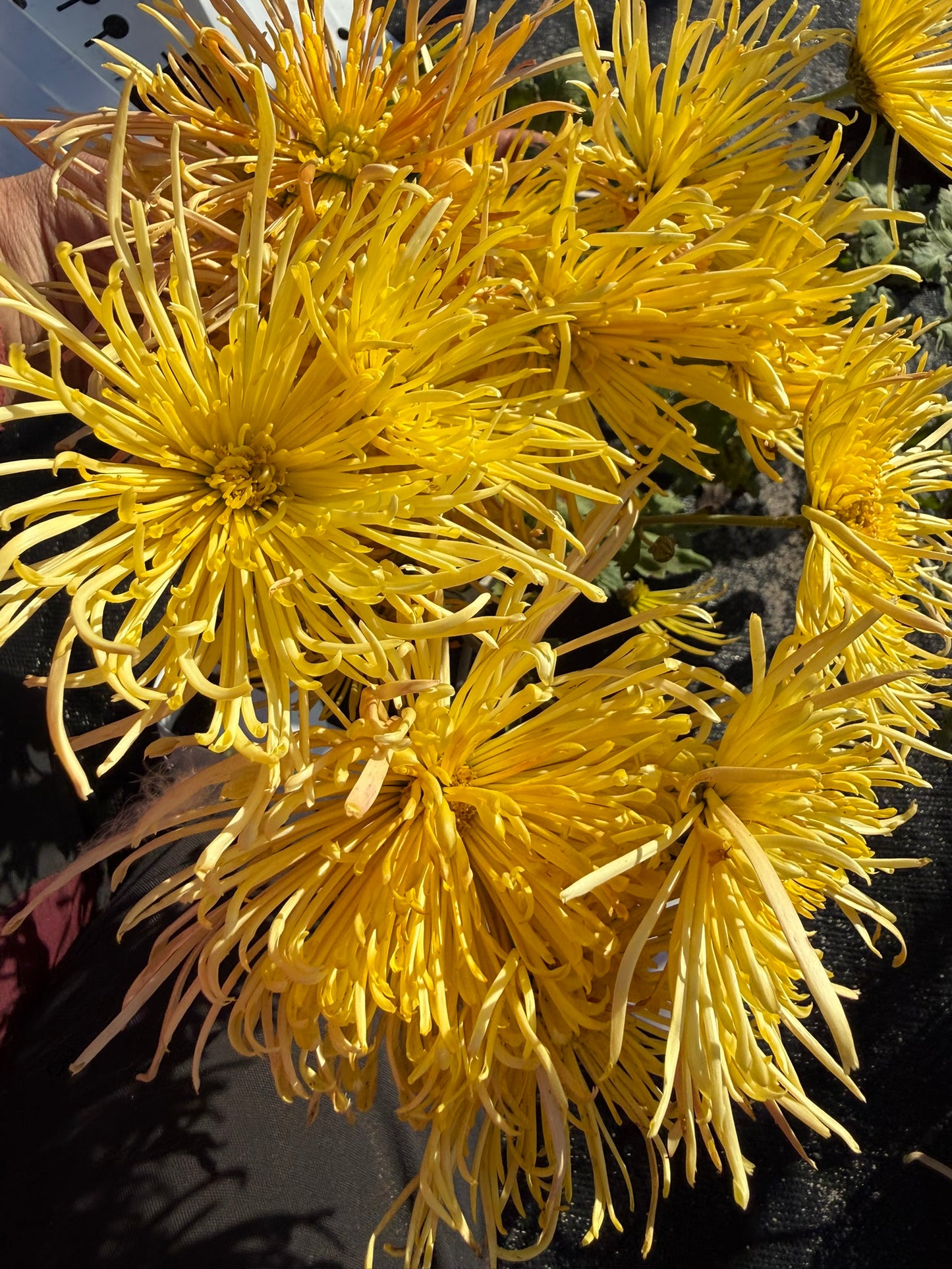 Chrysanthemum - Rooted Cutting - Western Toledo