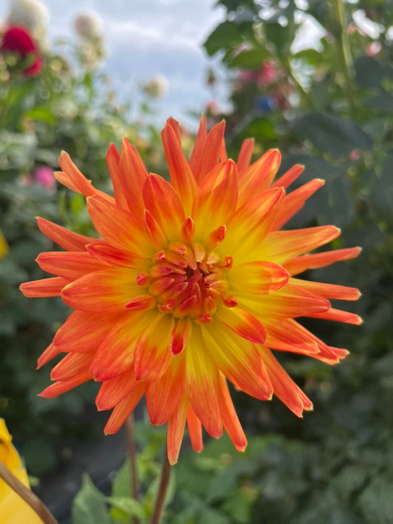 Dahlia Seed - Paroa Gillian