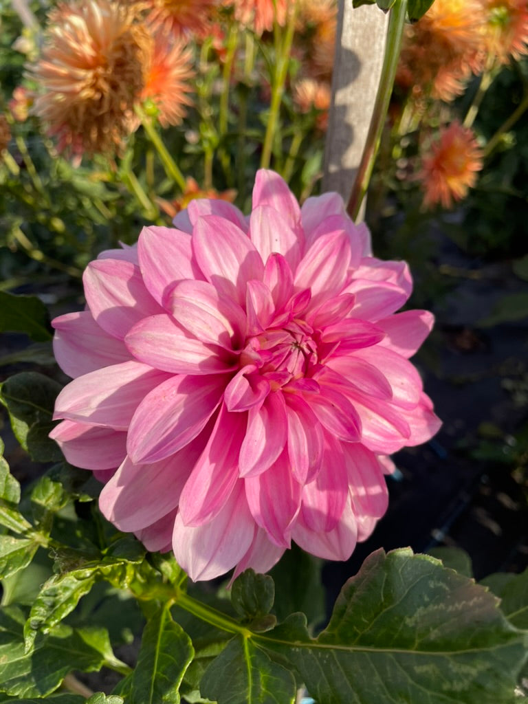 Dahlia - Lavender Tipsy