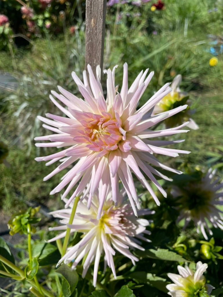 Dahlia - Valetta