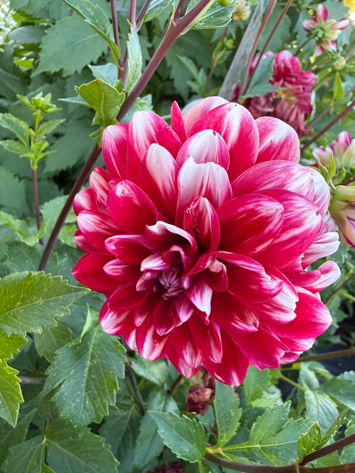 Dahlia - Ruby Mae