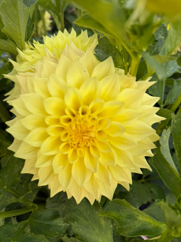 Dahlia Seed - Mary Margaret Rowe