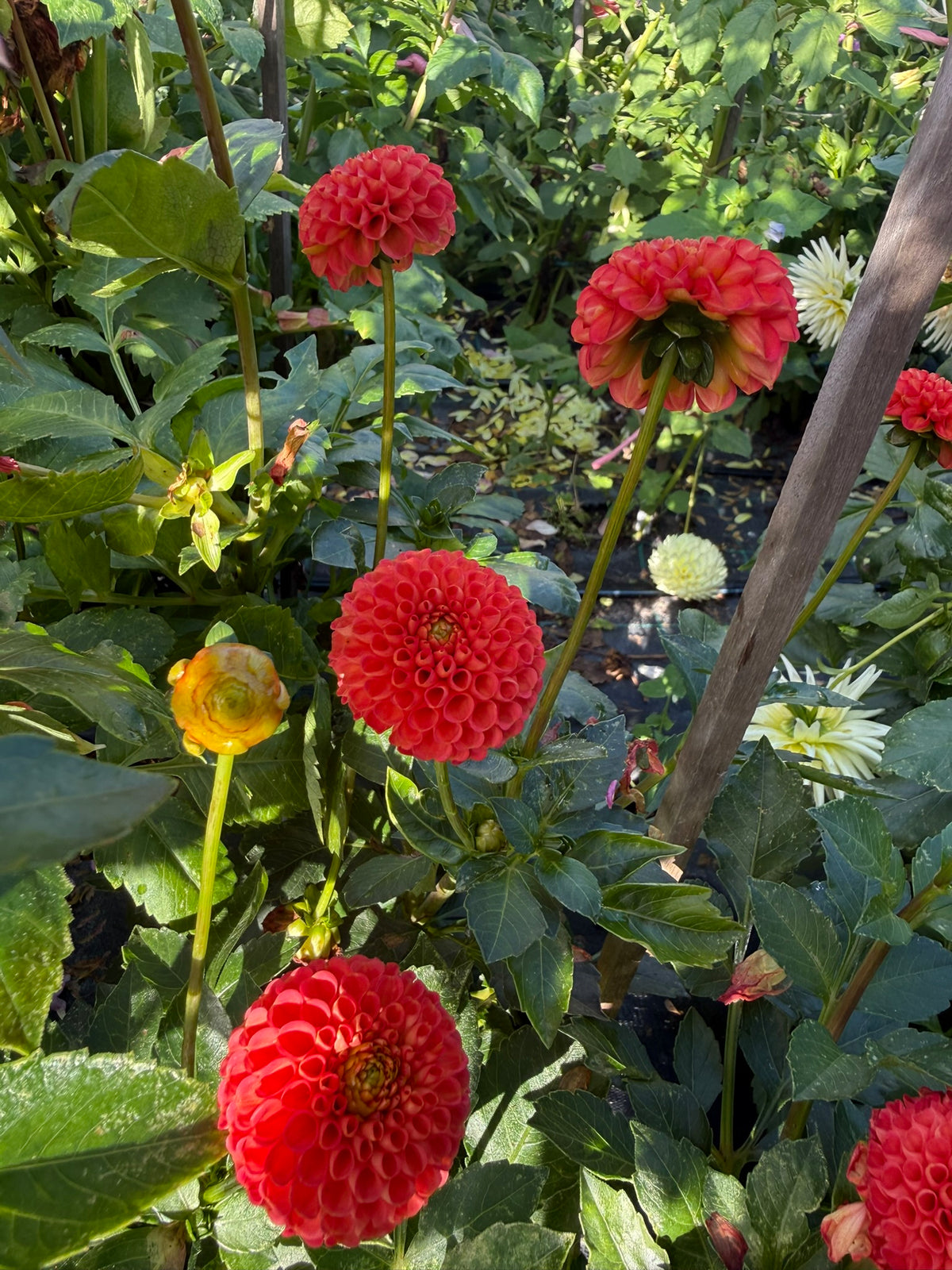 Dahlia - Greg's Pom