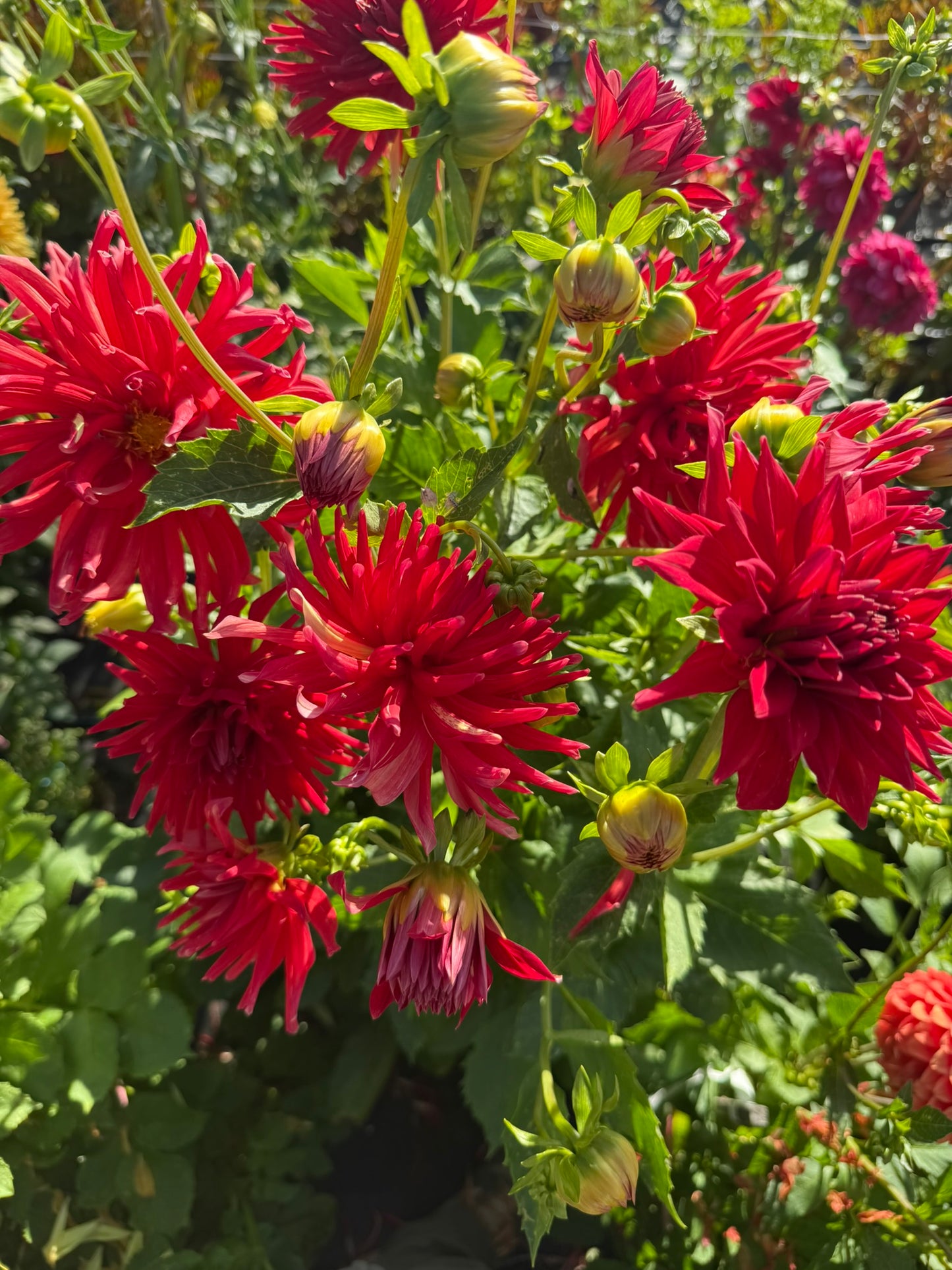 Dahlia - Shandy