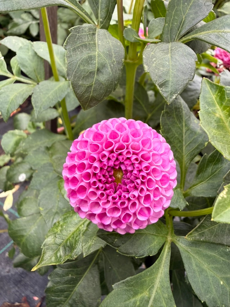 Dahlia - Willow Borealis