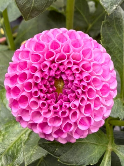Dahlia - Woden surprise