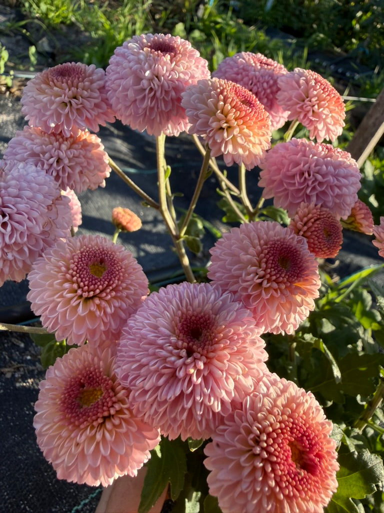 Chrysanthemum - Rooted Cutting - Jewel Sunpink