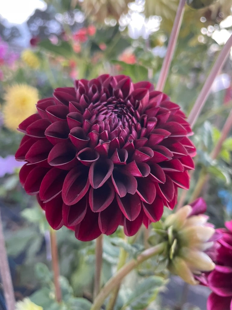 Dahlia - Glenmarc Galipoli
