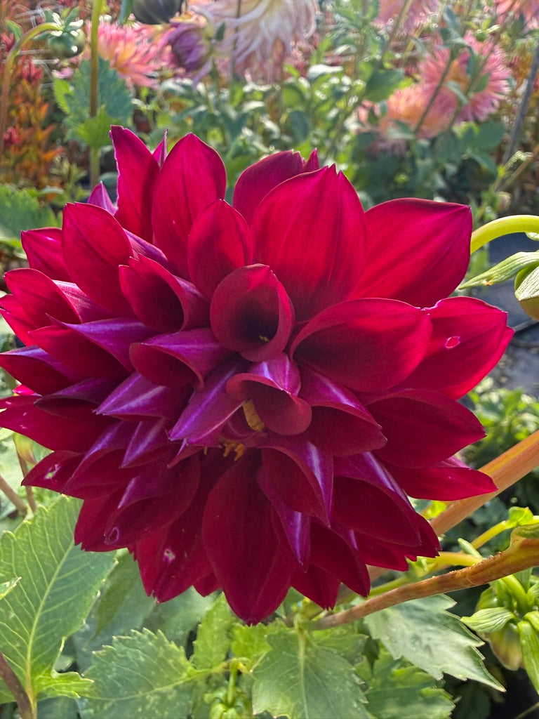 Dahlia - CK Marlene