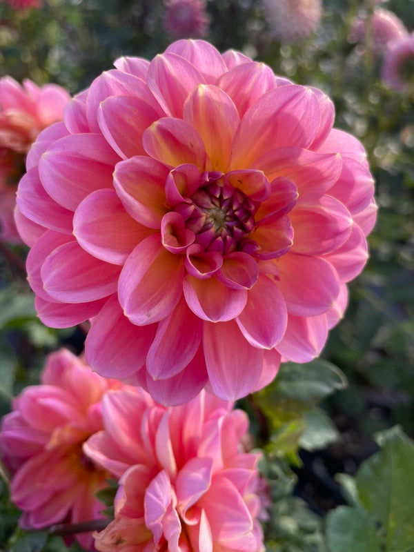 Dahlia Seed - Wildwood Marie