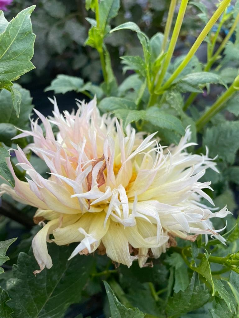 Dahlia - Lucia Andrews