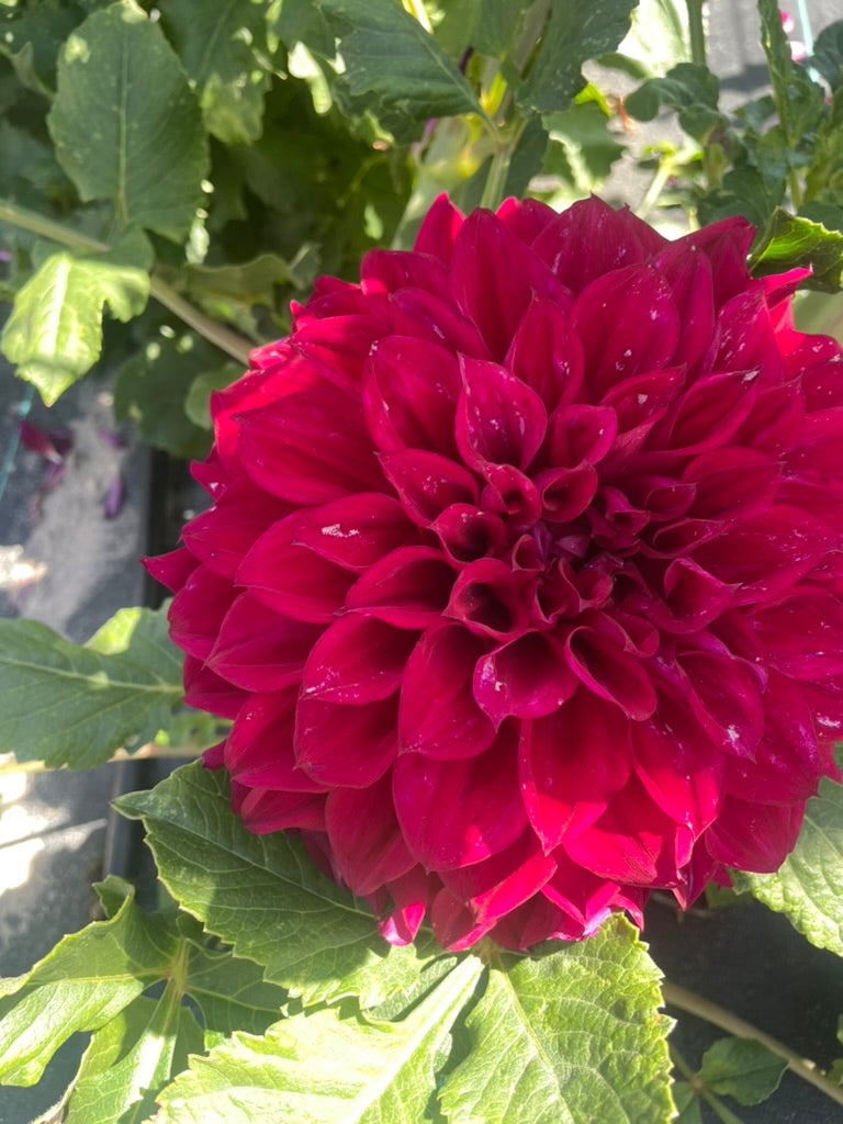 Dahlia - Devon Excel