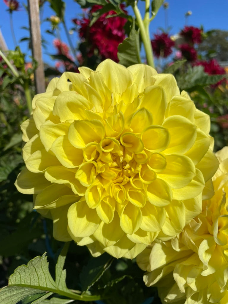 Dahlia - Formby Sunshine