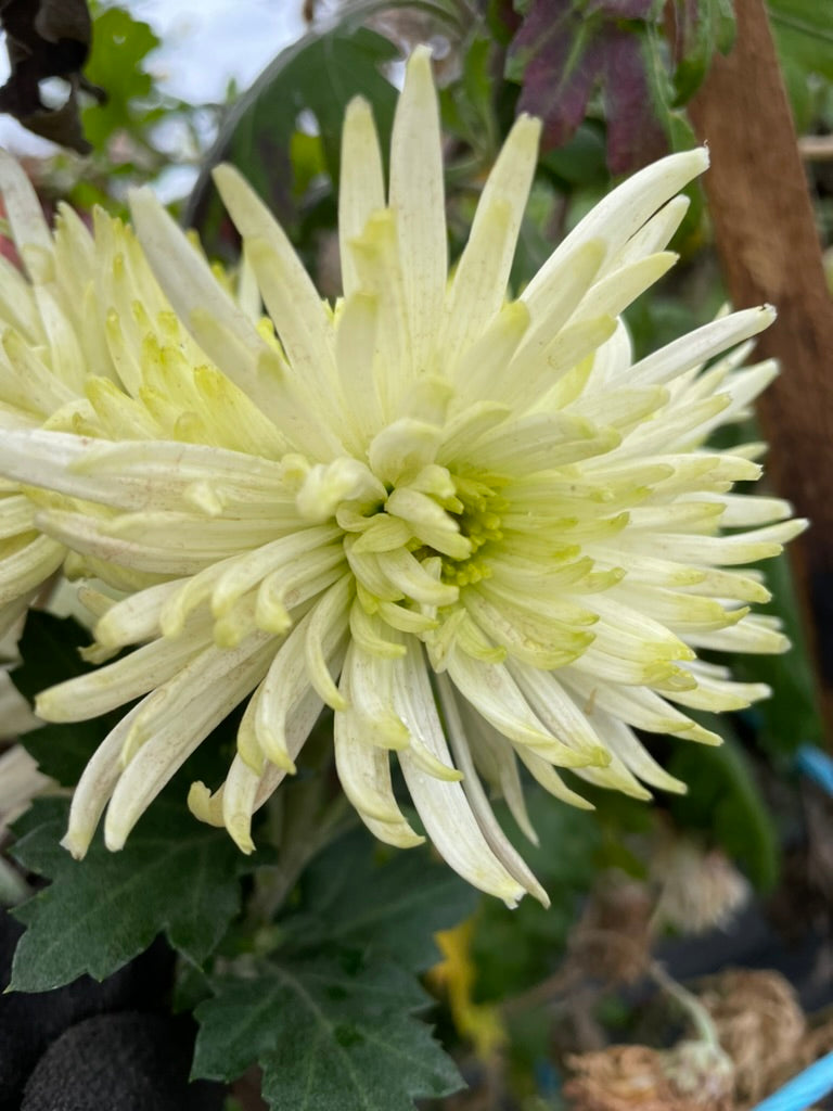 Heirloom Chrysanthemum - Rooted Cutting - Greenboy