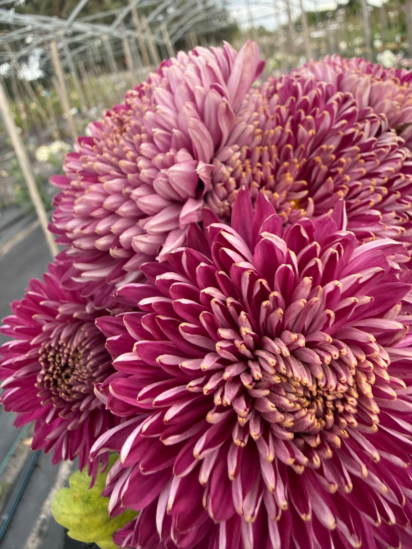 Chrysanthemum - Rooted Cutting - Seaton's Billy