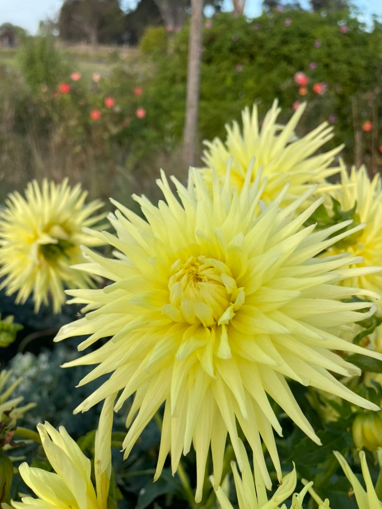 Dahlia - Reg Kappler
