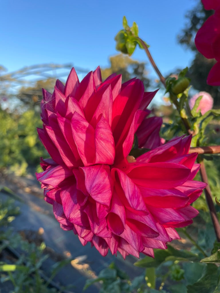 Dahlia - Royal