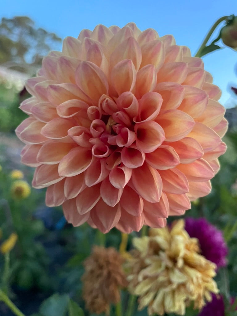 Dahlia - Cottage Delight