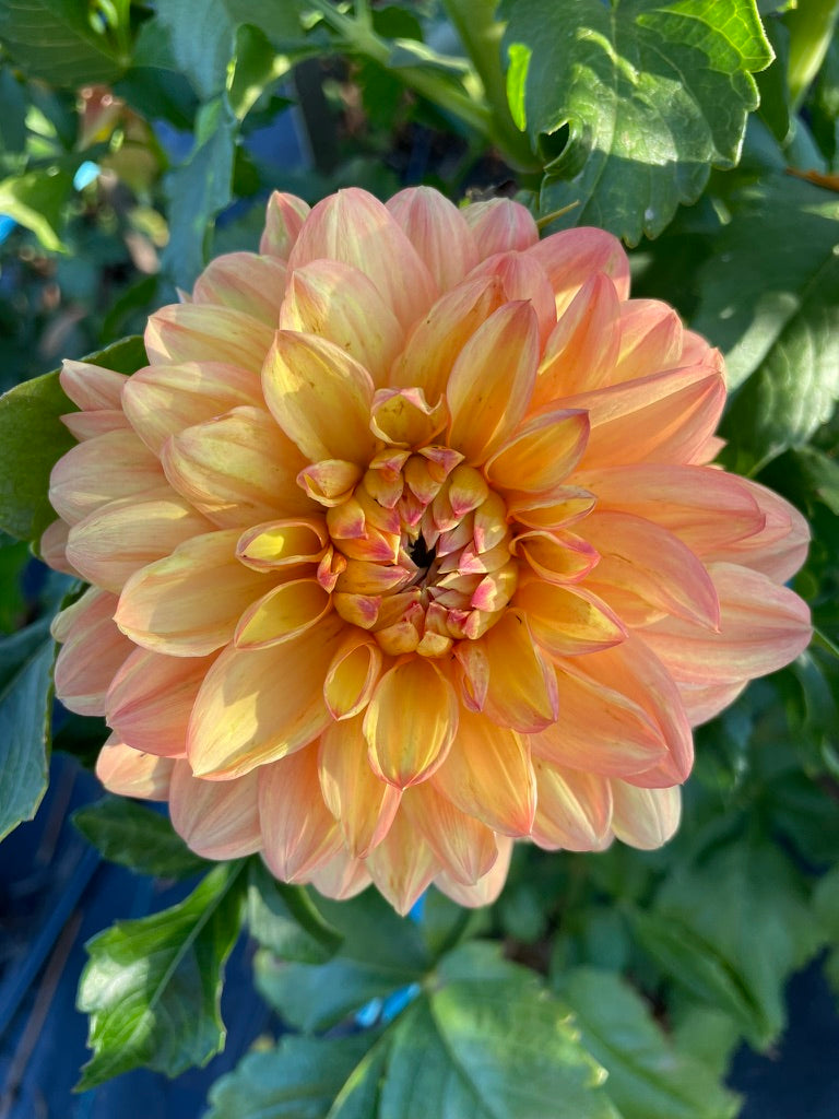 Dahlia - Golden Nugget