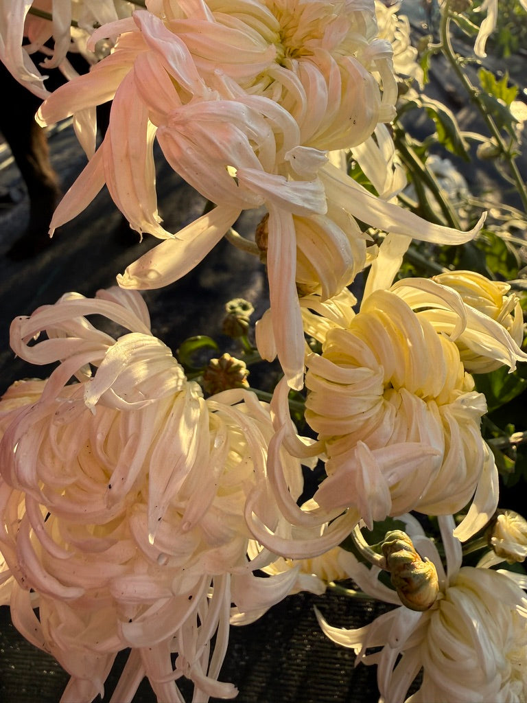 Chrysanthemum - Rooted Cutting - Mervyn