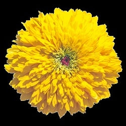 Seed - Rudbeckia Maya