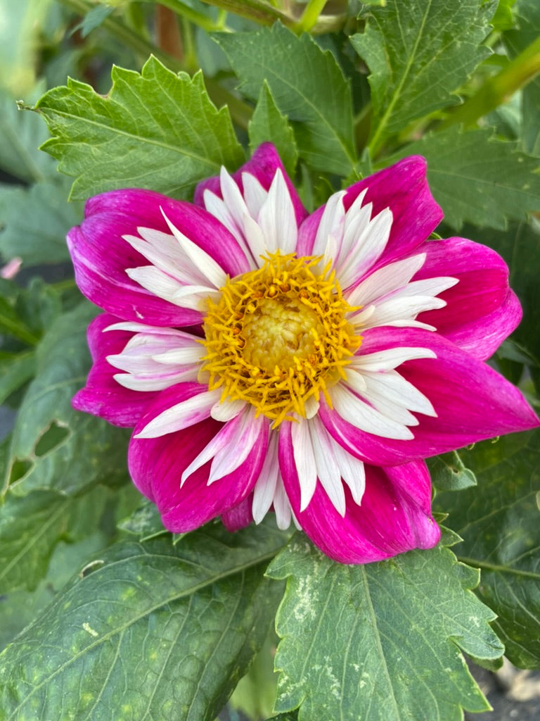Dahlia - Blue Cerise