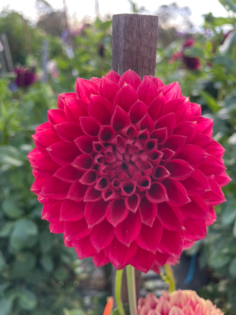 Dahlia - Steven's Teddy