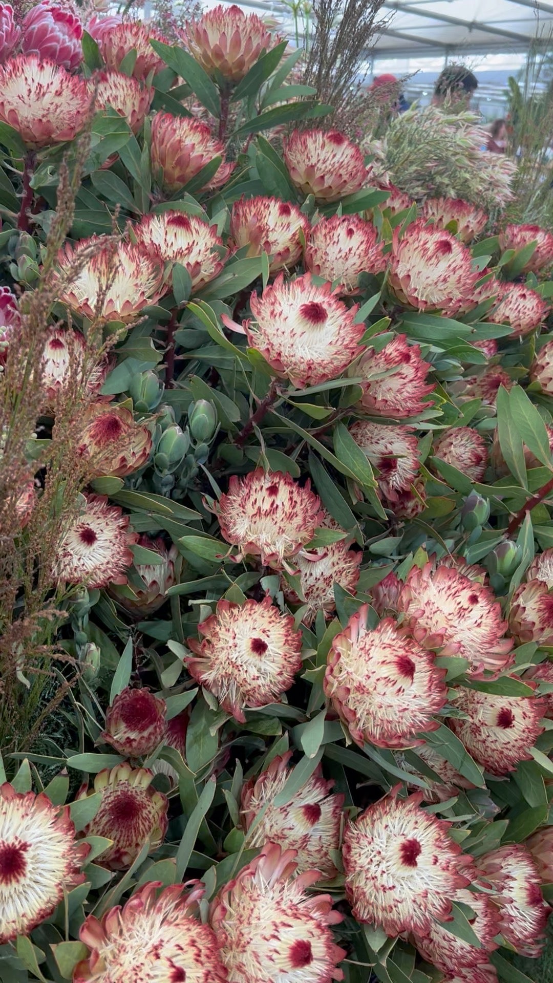 Spring Flowers - Barrow and Bench, Unley - Friday 14th November