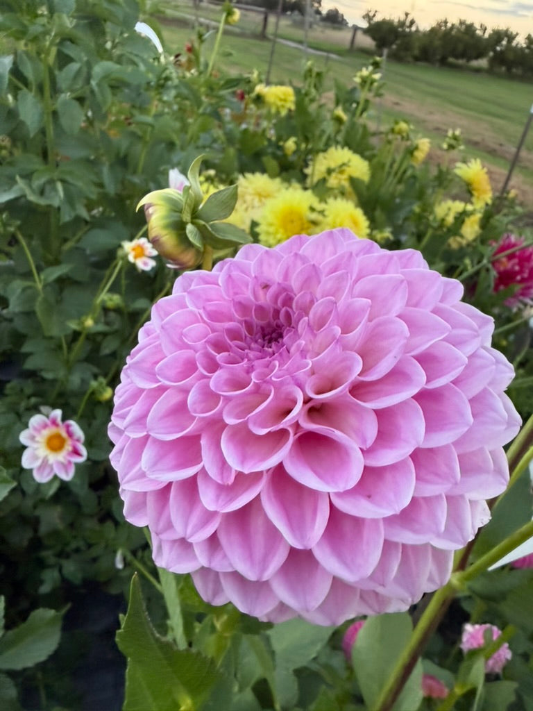 Dahlia - Darbro Barton A25