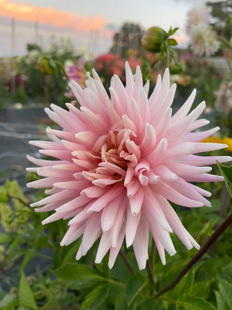 Dahlia - Miss Rose Fletcher