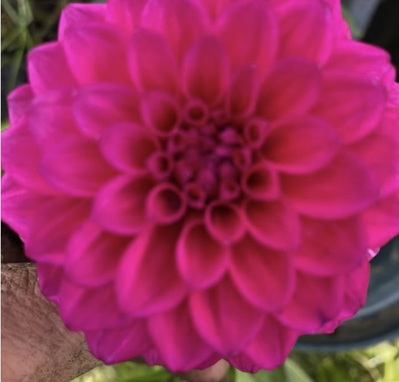 Dahlia - Galaxy