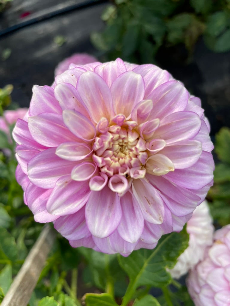 Dahlia - Bracken Catherine