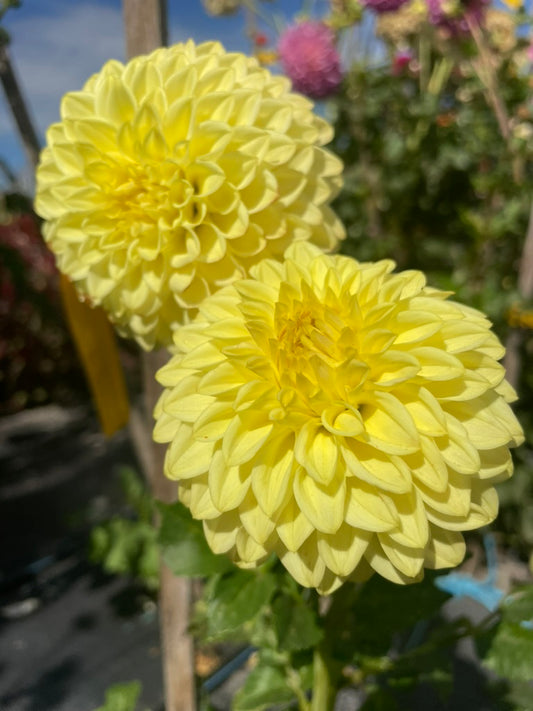 Dahlia - Alf 9