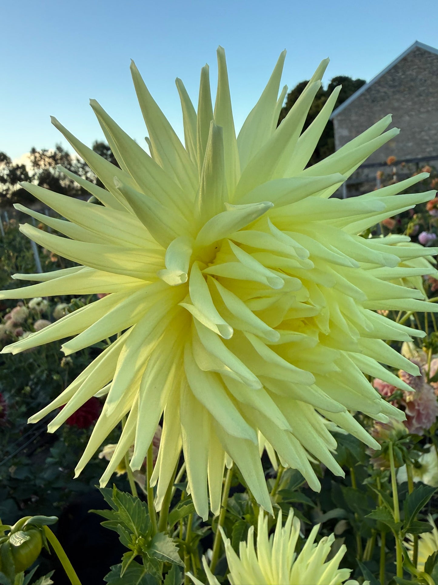 Dahlia - Glenbank Lemon Supreme