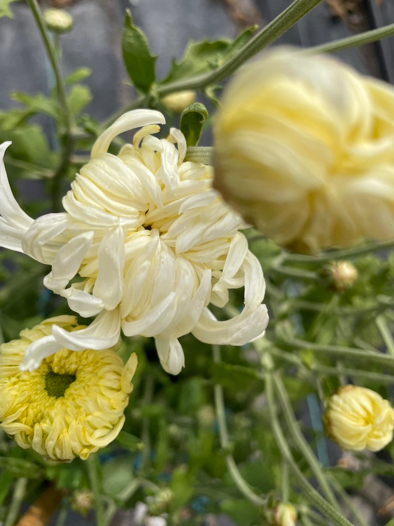 Heirloom Chrysanthemum - Rooted Cutting - Mervyn