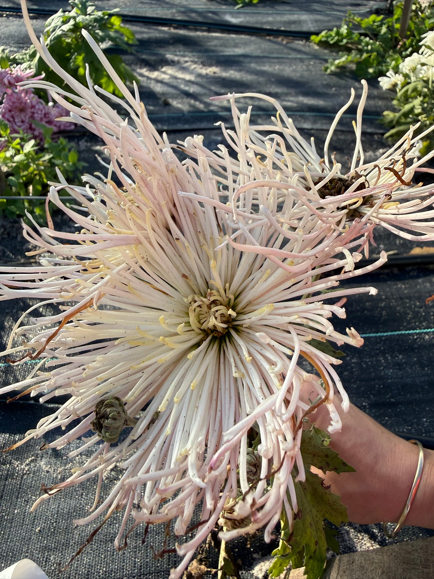 Chrysanthemum - Rooted Cutting - Senkyo Jonetsu