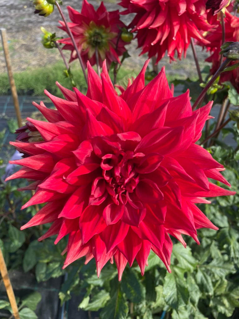 Dahlia - Winkie Admiral