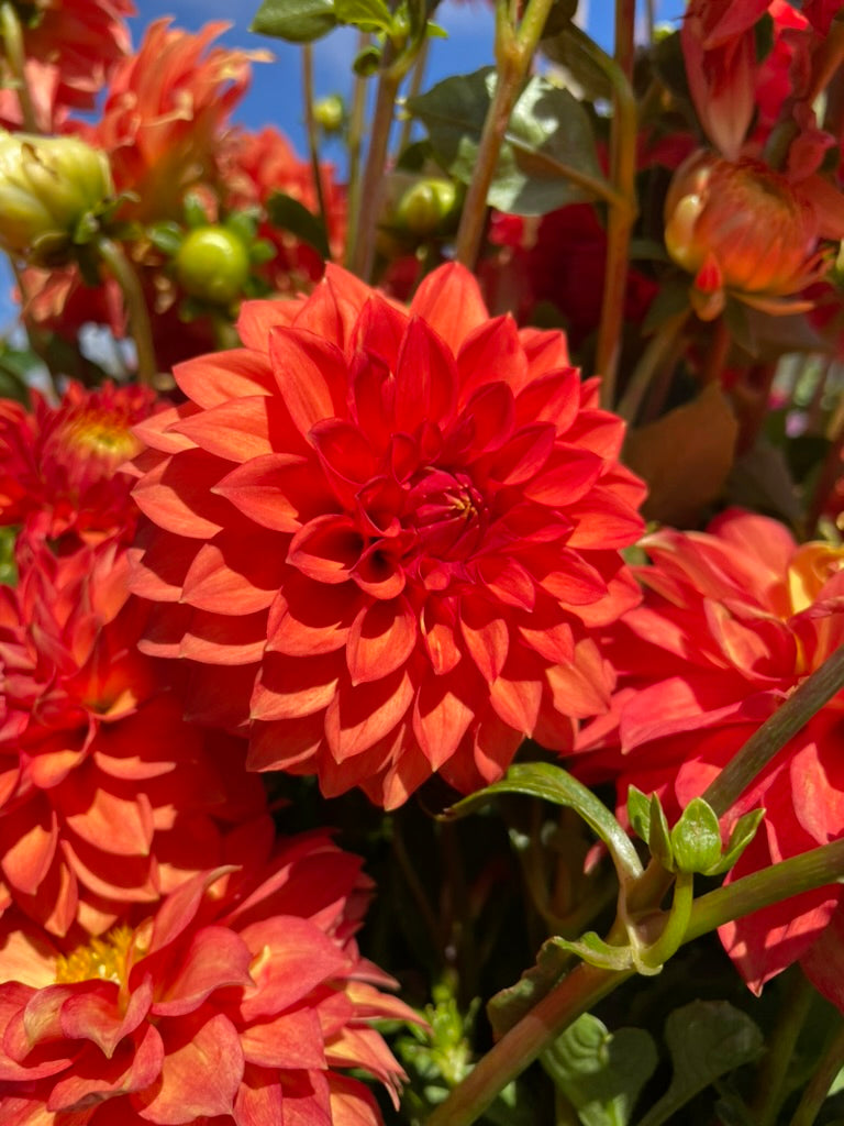 Dahlia - Starflo Annie