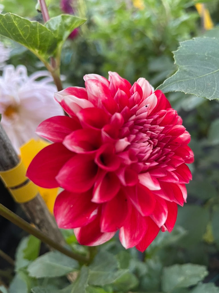 Dahlia - Little Willie
